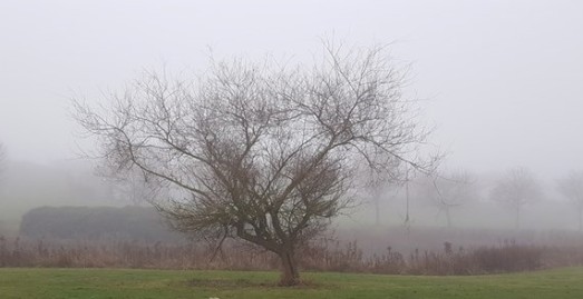 wp-photo-foggy-2